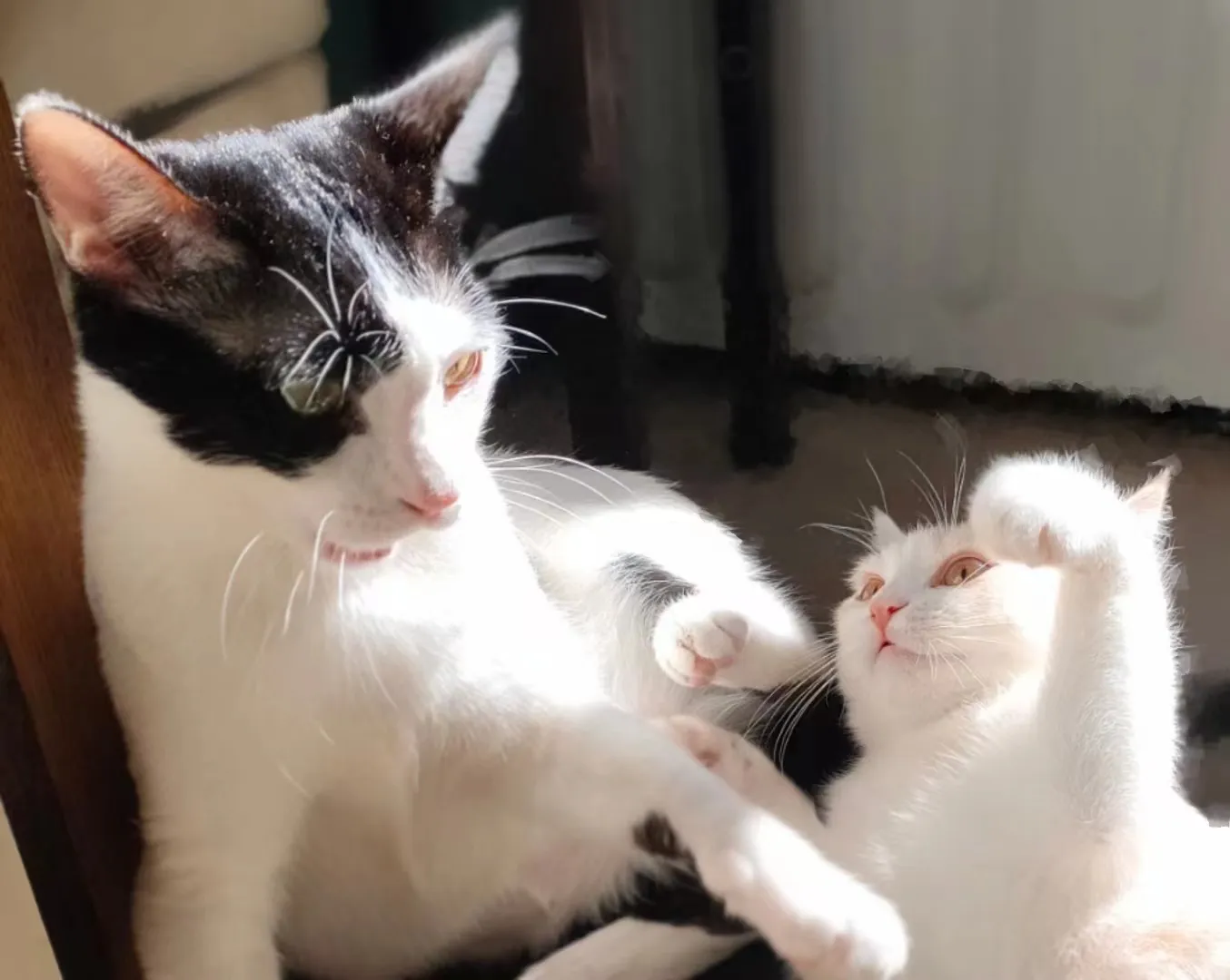 献给猫